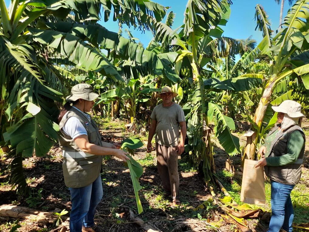 Crisis en la producción de bananas: productores piden medidas urgentes para sobrevivir