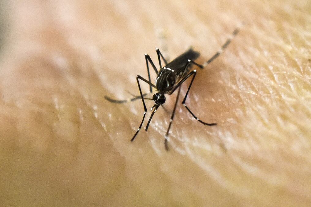El presidente de la Sociedad Paraguaya de Infectología, Fernando Galeano, mencionó que no hay un antiviral para el tratamiento del dengue y chikungunya. Foto: AFP.