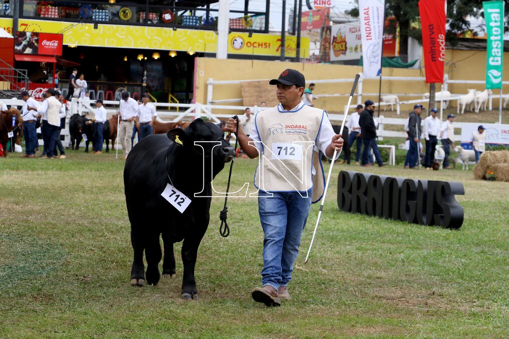 La raza cuenta con unos 200 animales de bozal en pista, de excelente calidad, afirman. Foto: Néstor Soto.