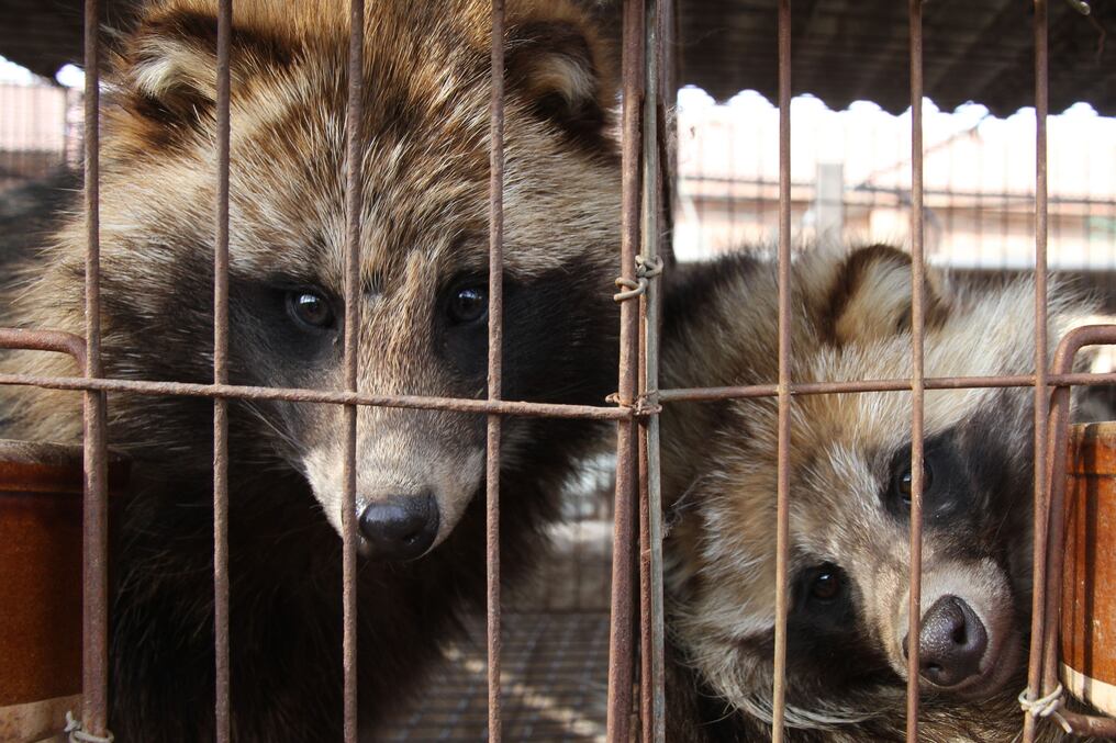 Perros mapache enjaulados en China, antes de ser despellejados vivos para obtener sus pieles. Foto: Europa Press.