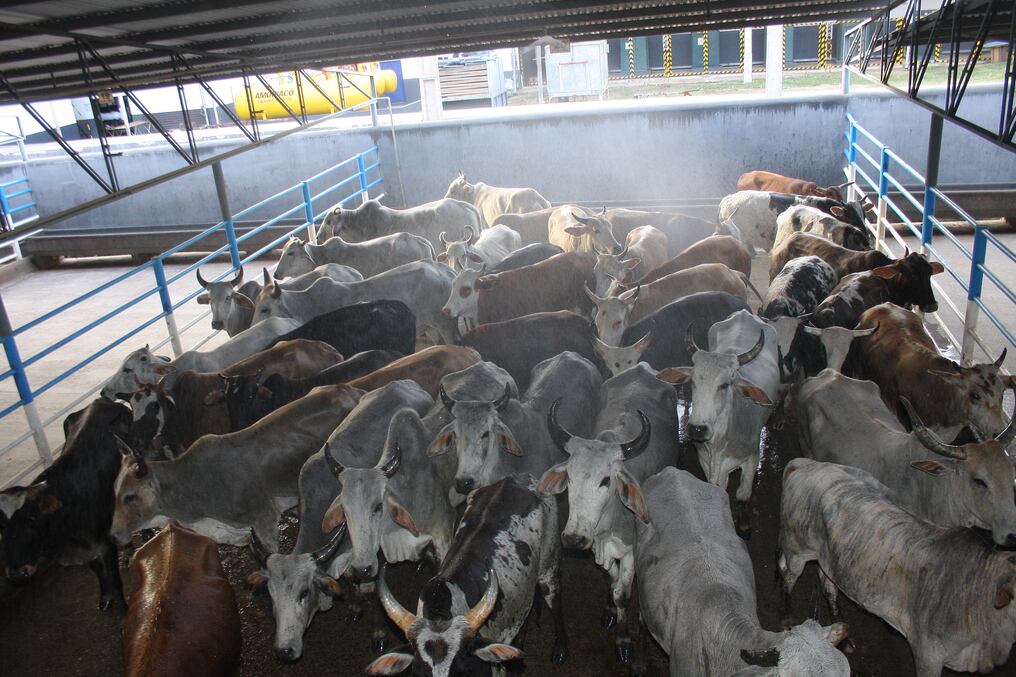 Productores enfrentan situaciones complicadas por factores climáticos y meramente productivos por lo que cuestionan actuar de los frigoríficos. Foto: Archivo.
