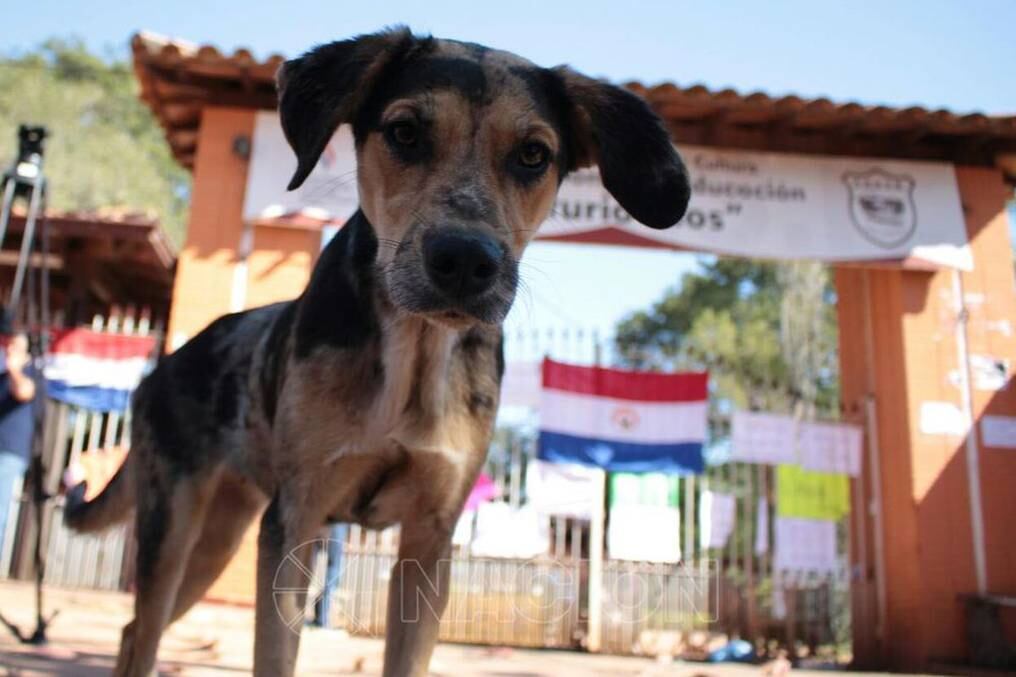 Los testeos se llevarán a cabo a las mascotas perrunas, específicamente en barrios de Asunción y distritos del departamento Central. Foto: Archivo.
