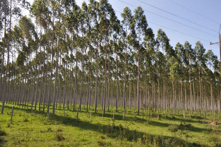 Referentes del sector forestal debatieron sobre los diferentes aspectos del rubro e indicaron que Paraguay tiene todas las condiciones para que se desarrolle y crezca rápidamente. Foto: Archivo.