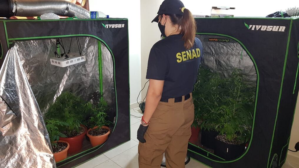 El 24 de setiembre del 2020 fueron detenidas 12 personas por integrar la banda que cultivaba marihuana en invernadero. Foto: Gentileza.