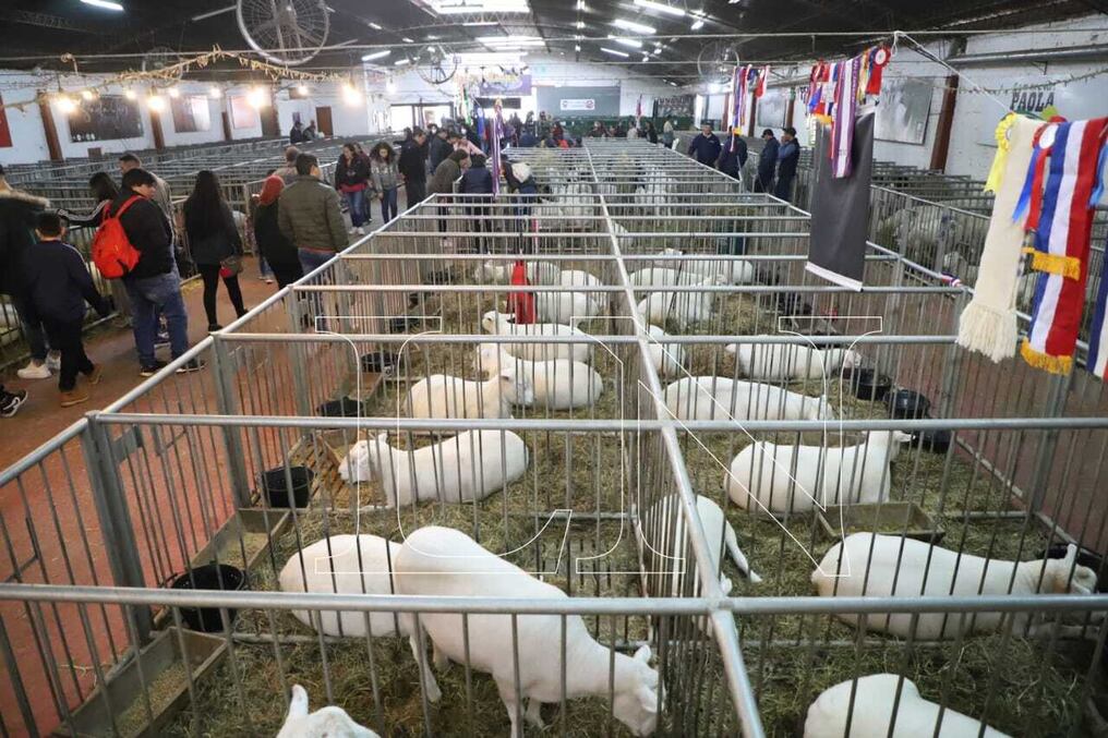 El Servicio Nacional de Calidad y Salud Animal (Senacsa) informó que vigilarán 132 rebaños de establecimientos tipo cabaña y familiar. Foto: Ilustrativa.