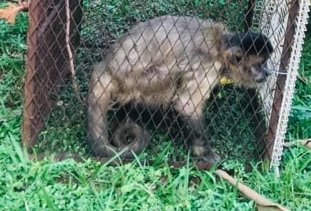 Casi dos años después de un caso similar en Amambay, los bomberos rescataron al pequeño animal que se había escapado de otro barrio. Foto: Ilustrativa.