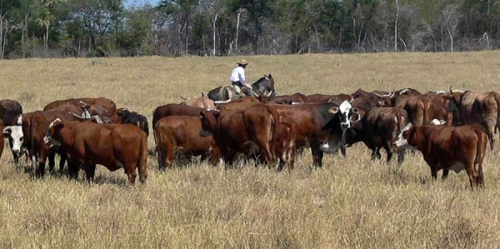 El sector ganadero argentino suspendió desde este jueves la venta de ganado bovino, en reclamo a la prohibición de exportaciones. Foto: Archivo.