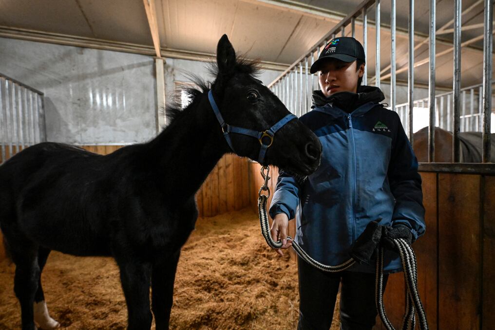 Zhuangzhuang, el primer caballo clonado por la compañía china Sinogene, se ve con el entrenador Yin Chuyun en un establo en el club de equitación Sheerwood en Beijing. Foto: AFP.