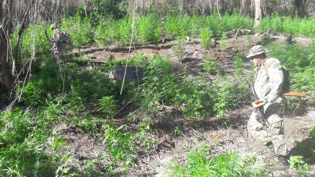 Agentes de la Senad realizaron un procedimiento en la zona de Tomás Romero Pereira, Itapúa, donde destruyeron 24 toneladas de marihuana que se estaban cultivando. Foto: Gentileza.