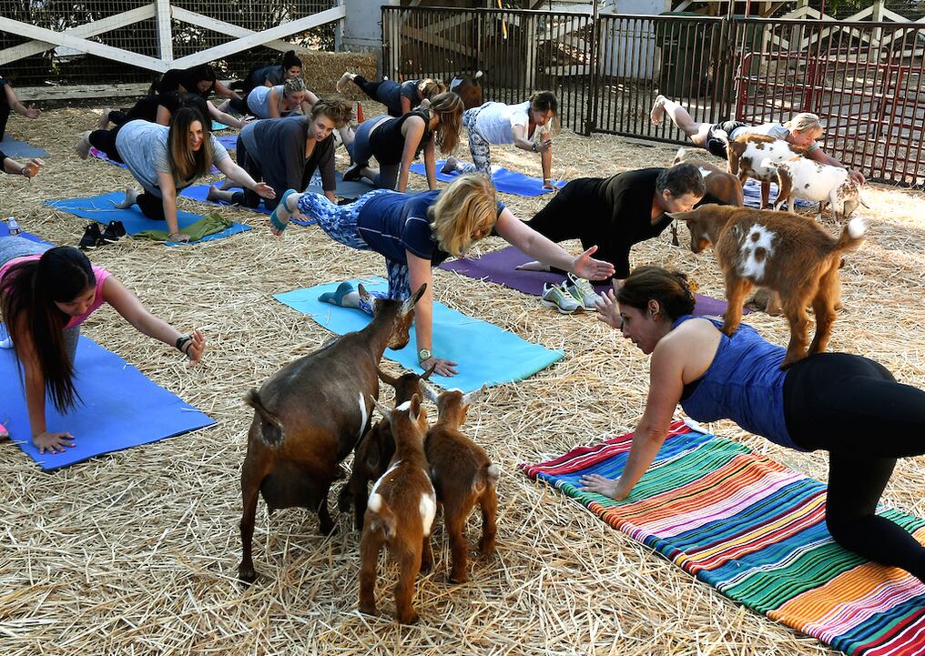 La nueva modalidad se realiza en granjas a lo largo del país con cabras enanas nigerianas -pequeños chivos de África occidental-, que se pasean entre los practicantes de yoga mientras ejecutan su rutina. AFP. 