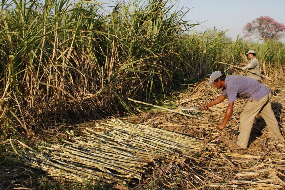 Productores de caña de azúcar del departamento de Guairá solicitan subsidios para saldar deudas de créditos. Foto: Ilustrativa