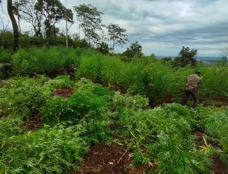 Los agentes lograron la destrucción de varias plantaciones de marihuana. Foto: SENAD.