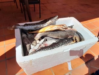 Los pescados incautados fueron almacenados en una congeladora. Foto: Gentileza