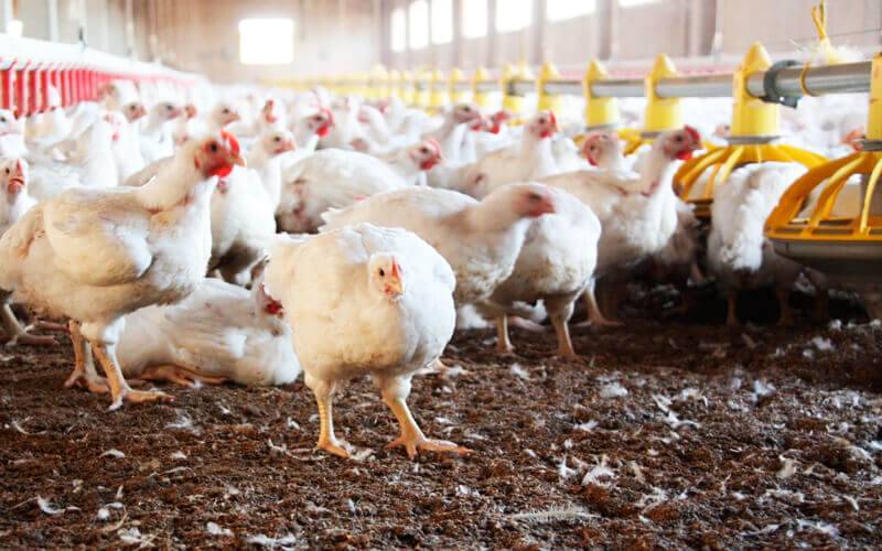 La Nación / Validación de OIE beneficia al sector avícola, afirman
